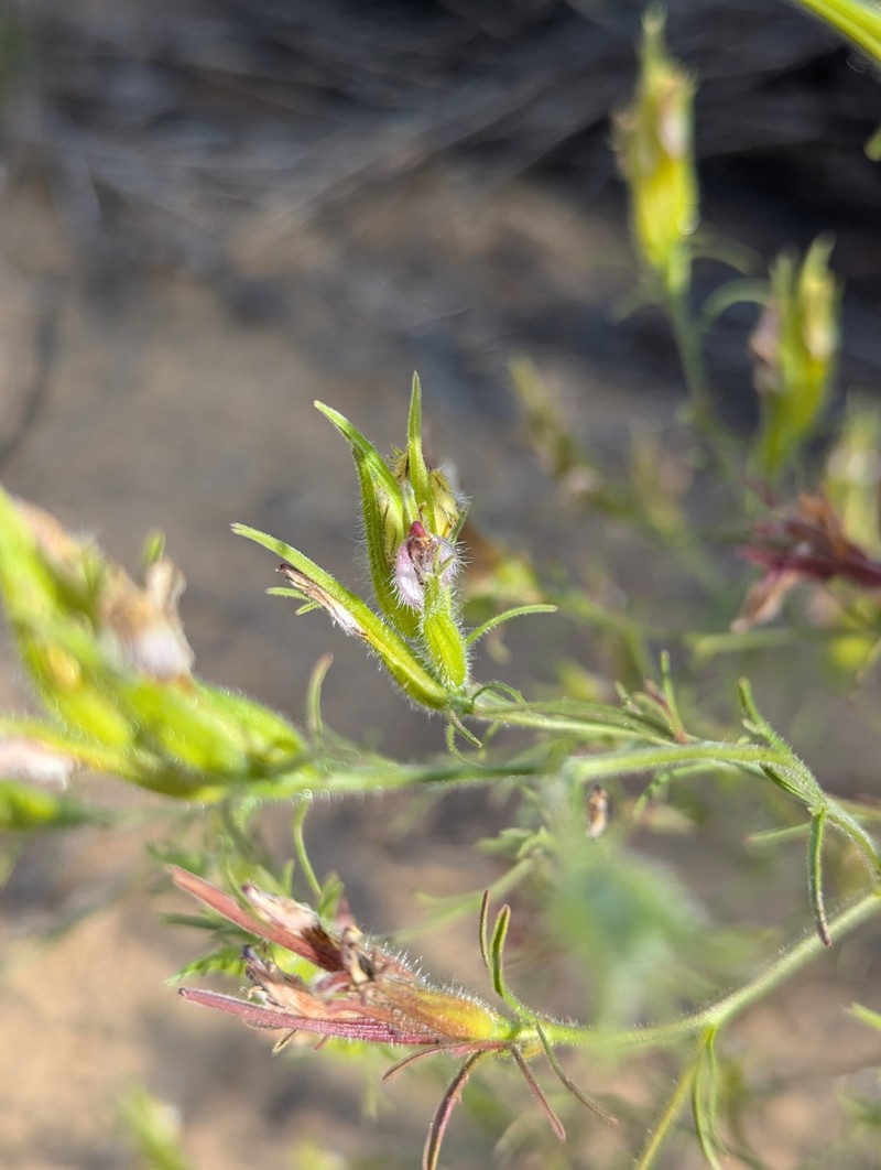Cordylanthus kingii subsp. kingii photo 2