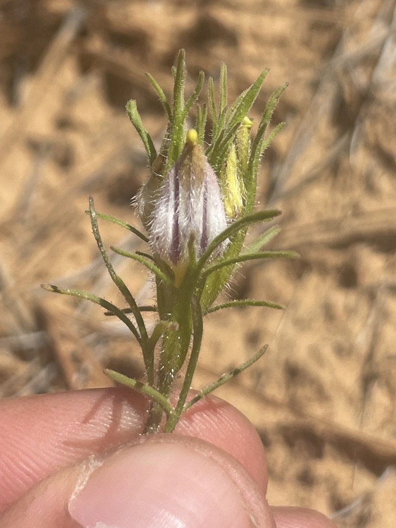Cordylanthus kingii subsp. kingii photo 3