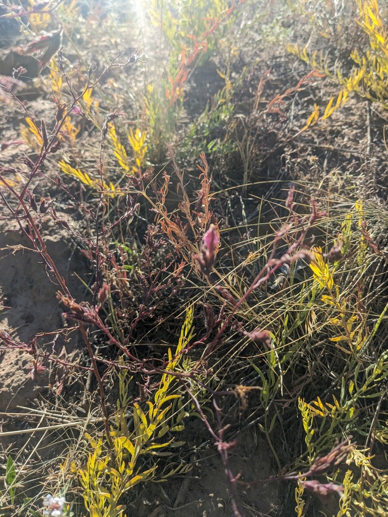 Cordylanthus kingii subsp. kingii photo 4