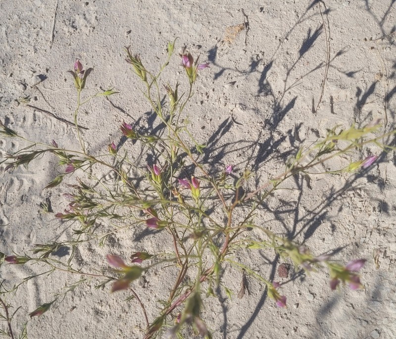 Cordylanthus kingii subsp. kingii photo 5