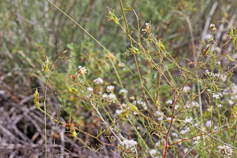 Cordylanthus kingii subsp. kingii photo 6