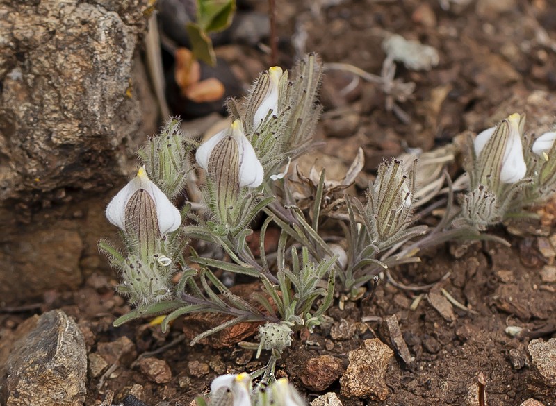 Mt. Diablo Bird's-Beak