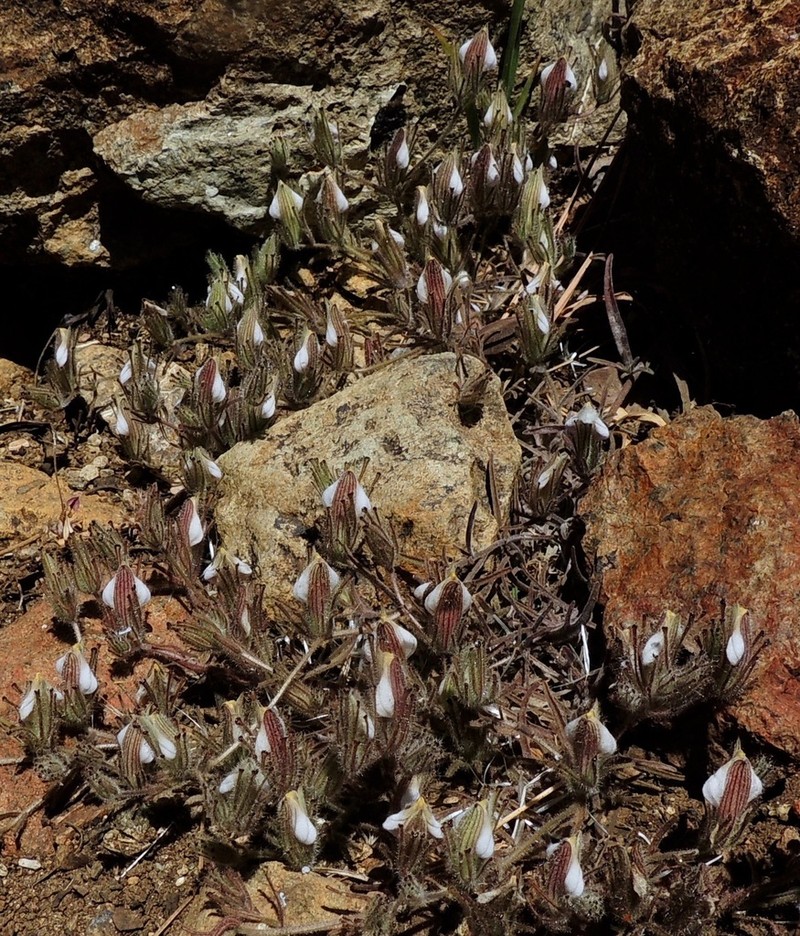 Mt. Diablo Bird's-Beak photo 2