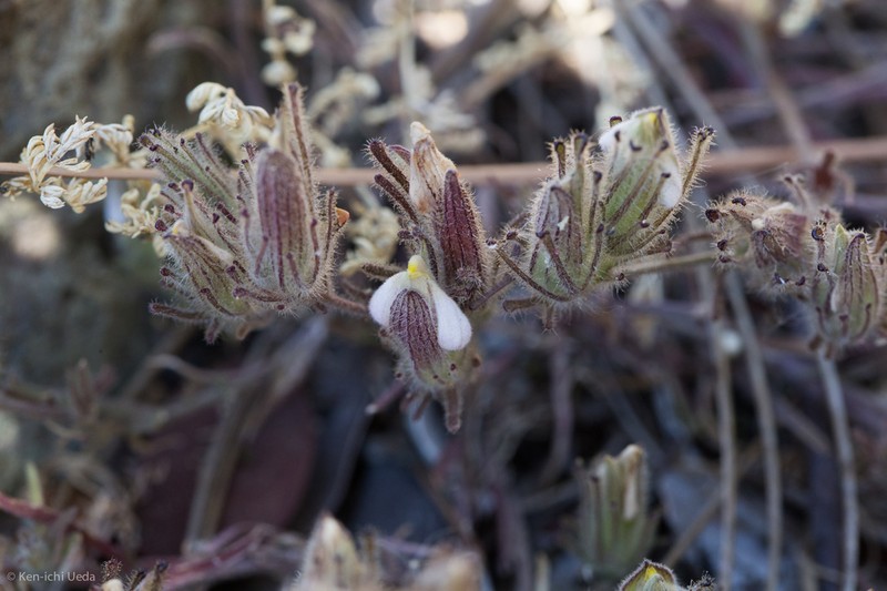 Mt. Diablo Bird's-Beak photo 3