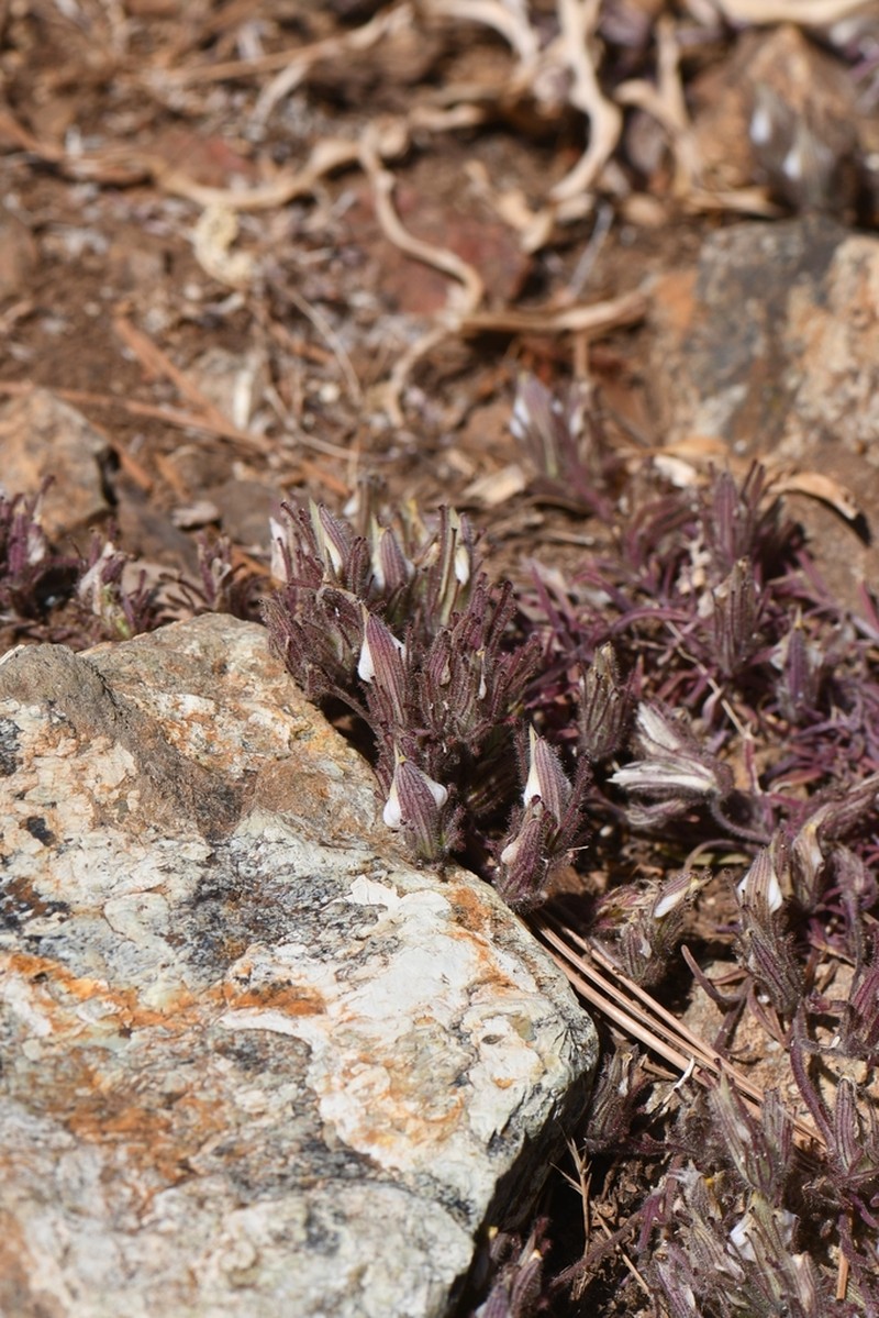Mt. Diablo Bird's-Beak photo 6