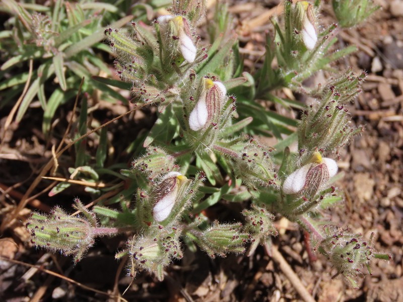 Mt. Diablo Bird's-Beak photo 7