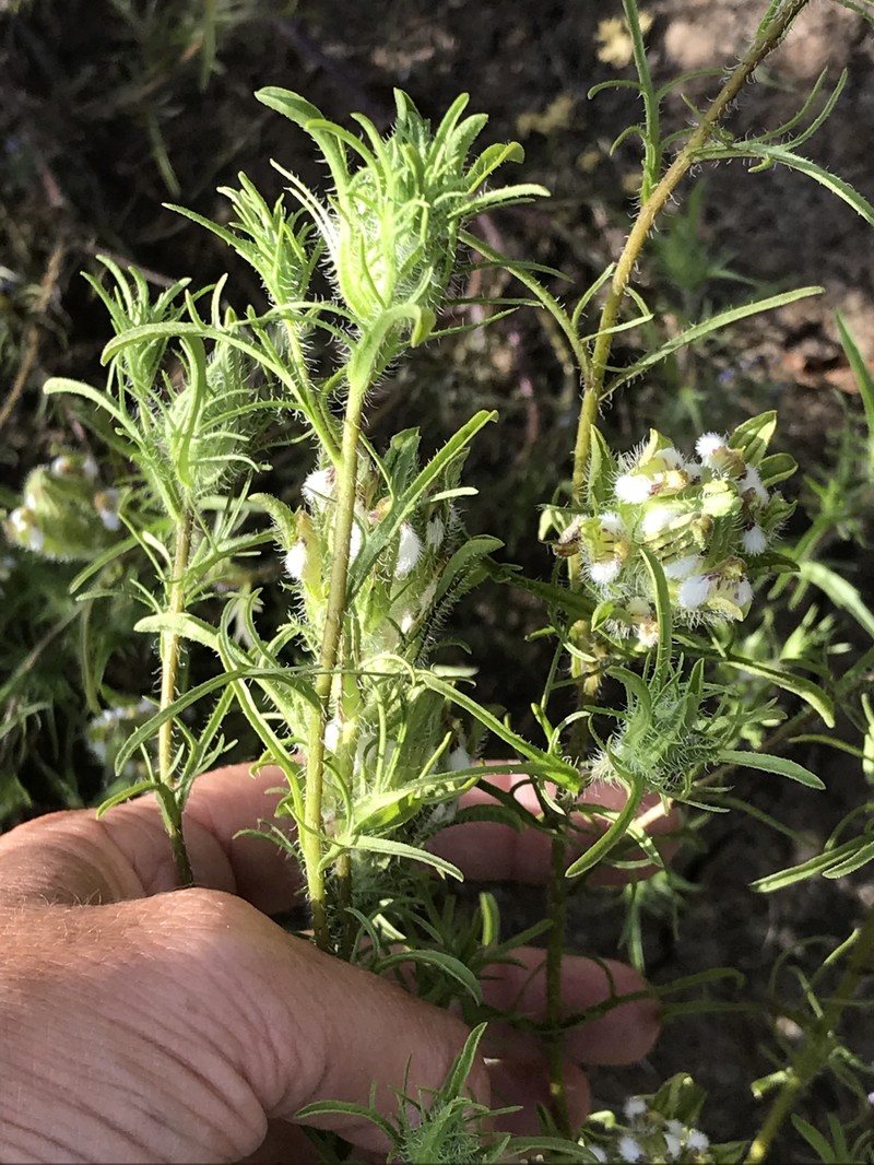 Orcutt's Bird's-Beak