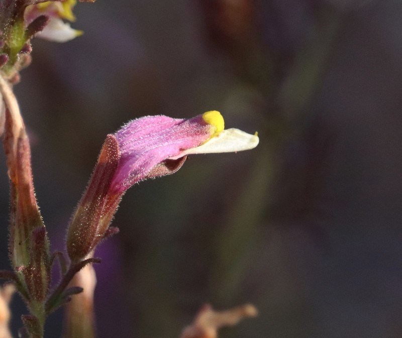 Purple Bird's-Beak photo 5