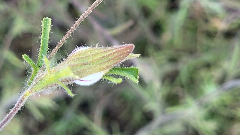 Hairy Bird's-Beak photo 6