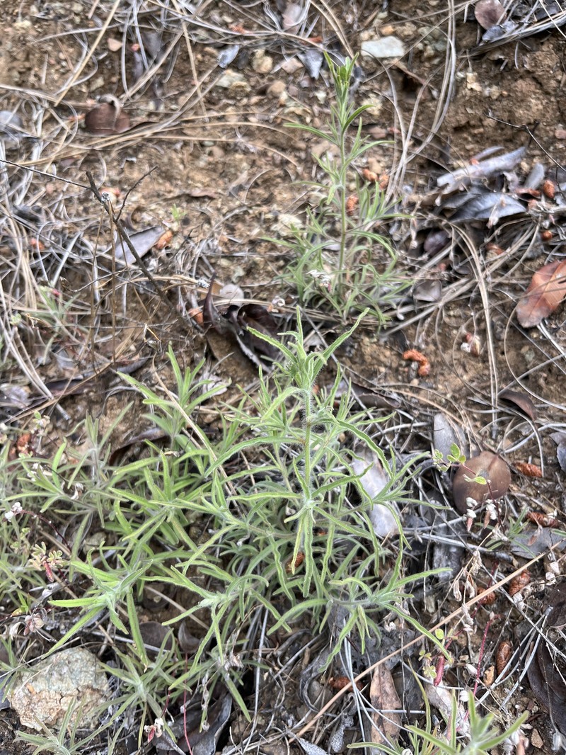 Cordylanthus pilosus subsp. pilosus
