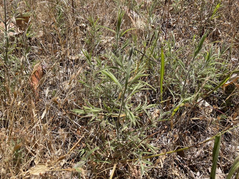Cordylanthus pilosus subsp. pilosus photo 2