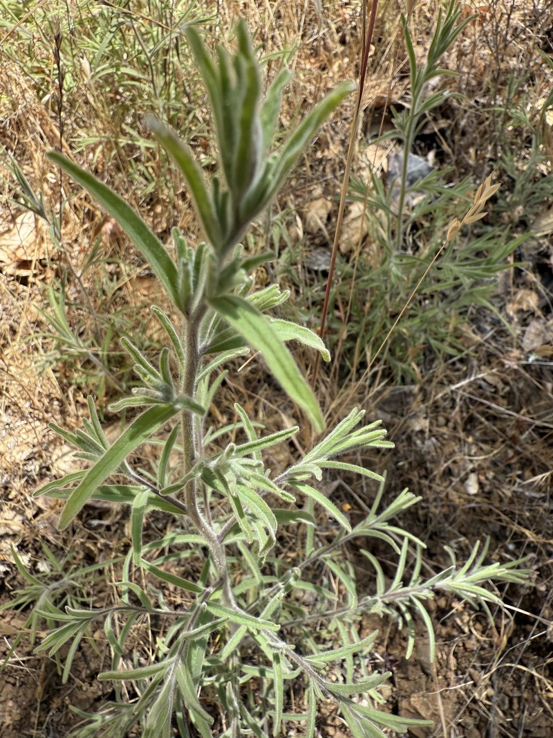 Cordylanthus pilosus subsp. pilosus photo 3