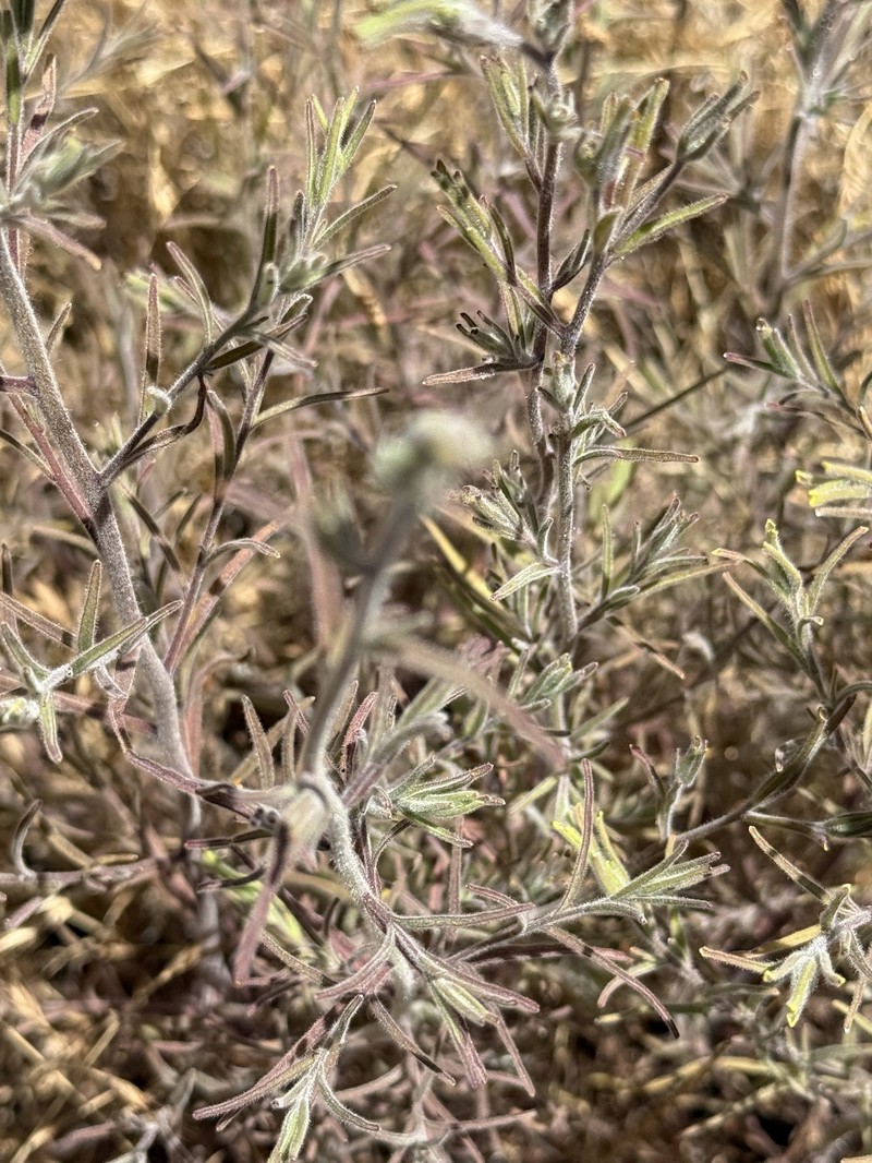 Cordylanthus pilosus subsp. pilosus photo 4