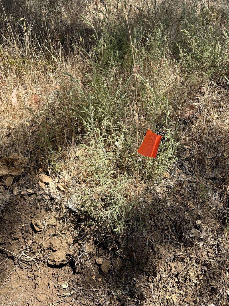 Cordylanthus pilosus subsp. pilosus photo 5