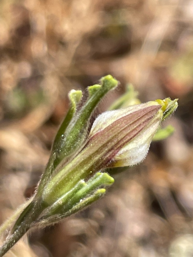 Cordylanthus pilosus subsp. pilosus photo 6