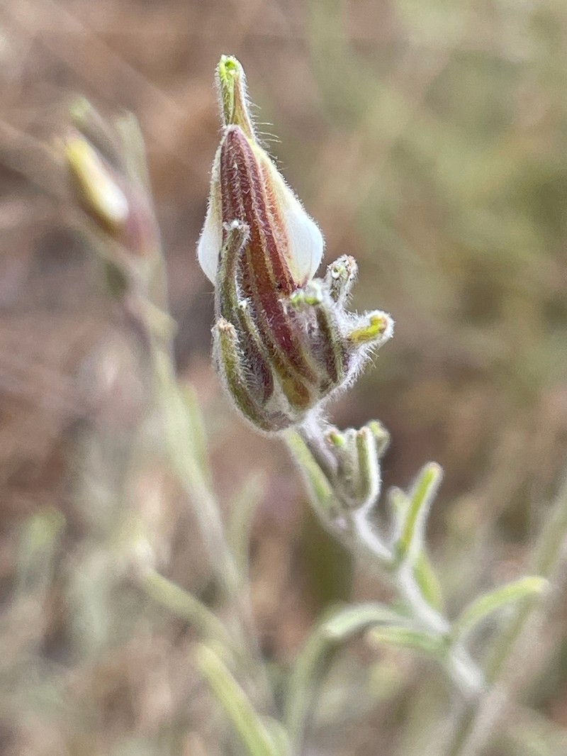 Cordylanthus pilosus subsp. pilosus photo 7