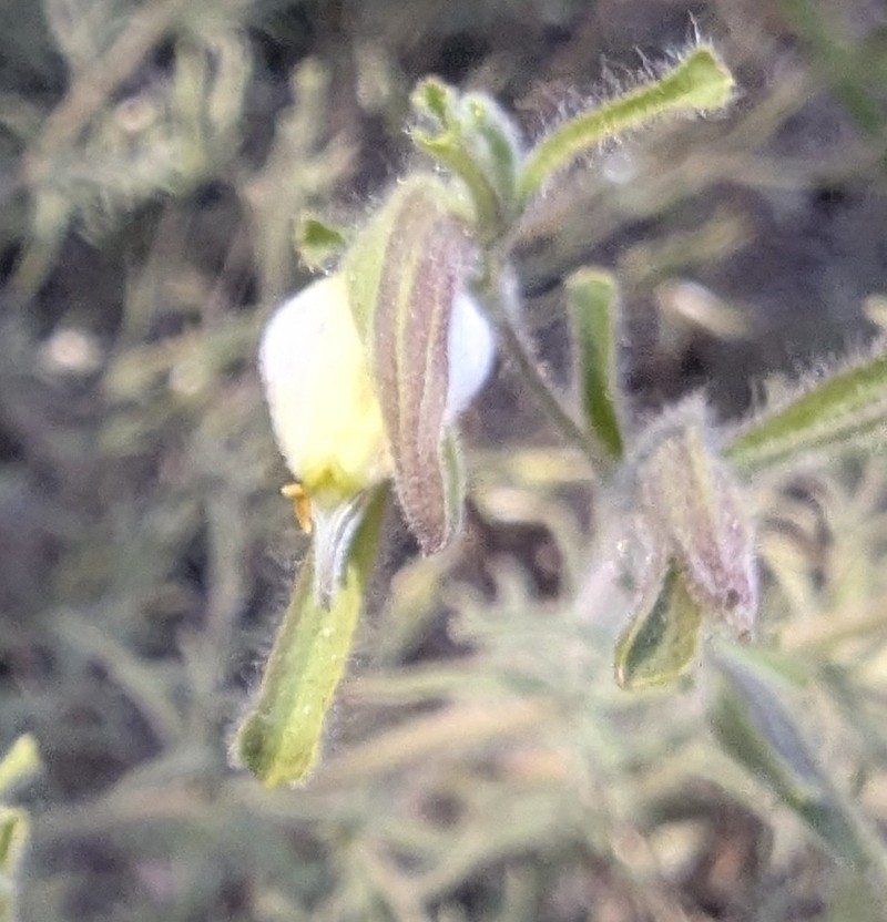 Cordylanthus pilosus subsp. pilosus photo 8