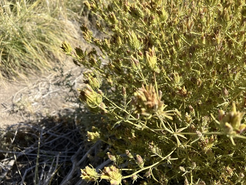 Bushy Bird's Beak photo 3