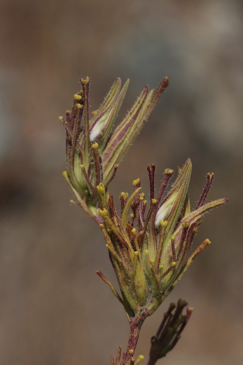 Stiffbranch Bird's Beak