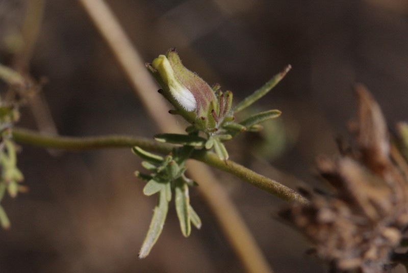 Stiffbranch Bird's Beak photo 2