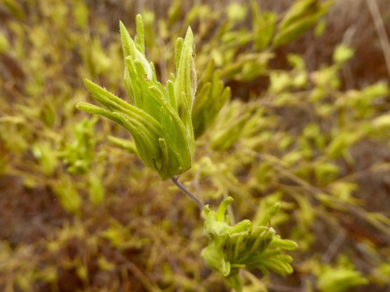 Stiffbranch Bird's Beak photo 7