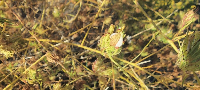 Stiffbranch Bird's Beak photo 8