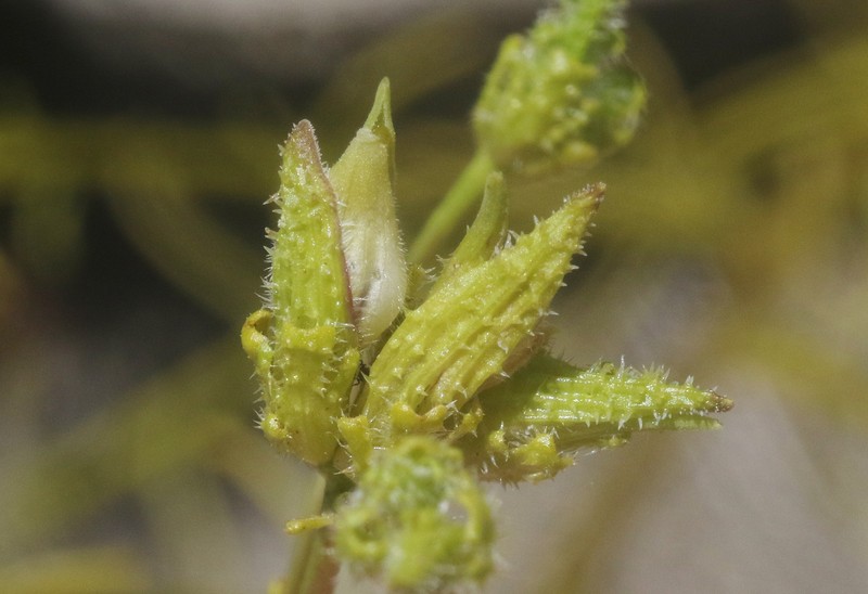 Cordylanthus rigidus subsp. brevibracteatus