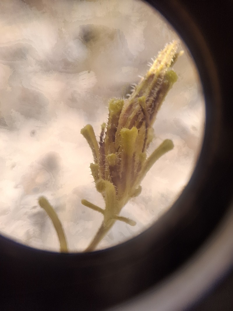 Cordylanthus rigidus subsp. brevibracteatus photo 2