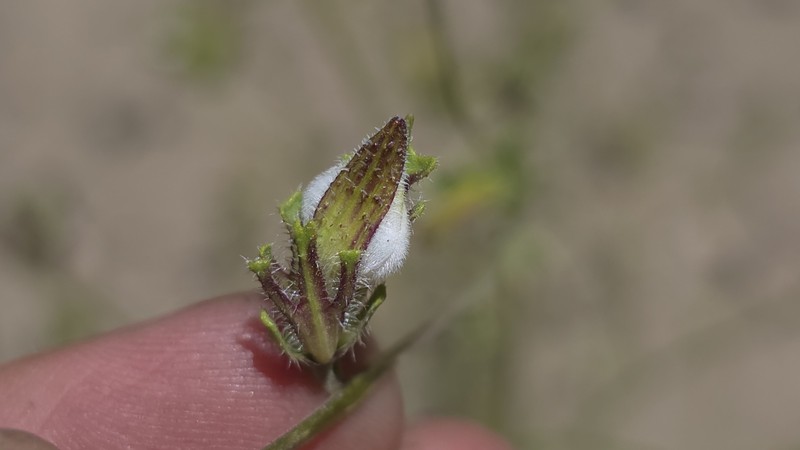 Cordylanthus rigidus subsp. brevibracteatus photo 3