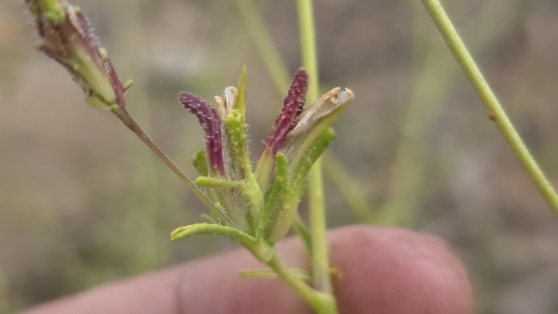 Cordylanthus rigidus subsp. brevibracteatus photo 4