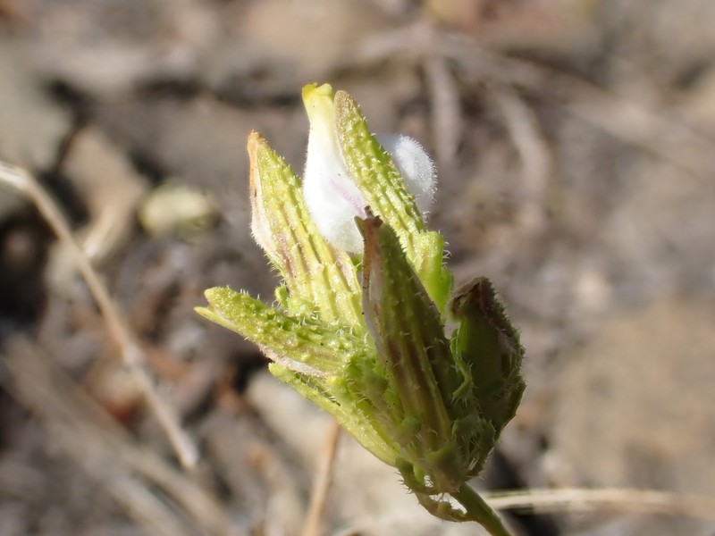 Cordylanthus rigidus subsp. brevibracteatus photo 5