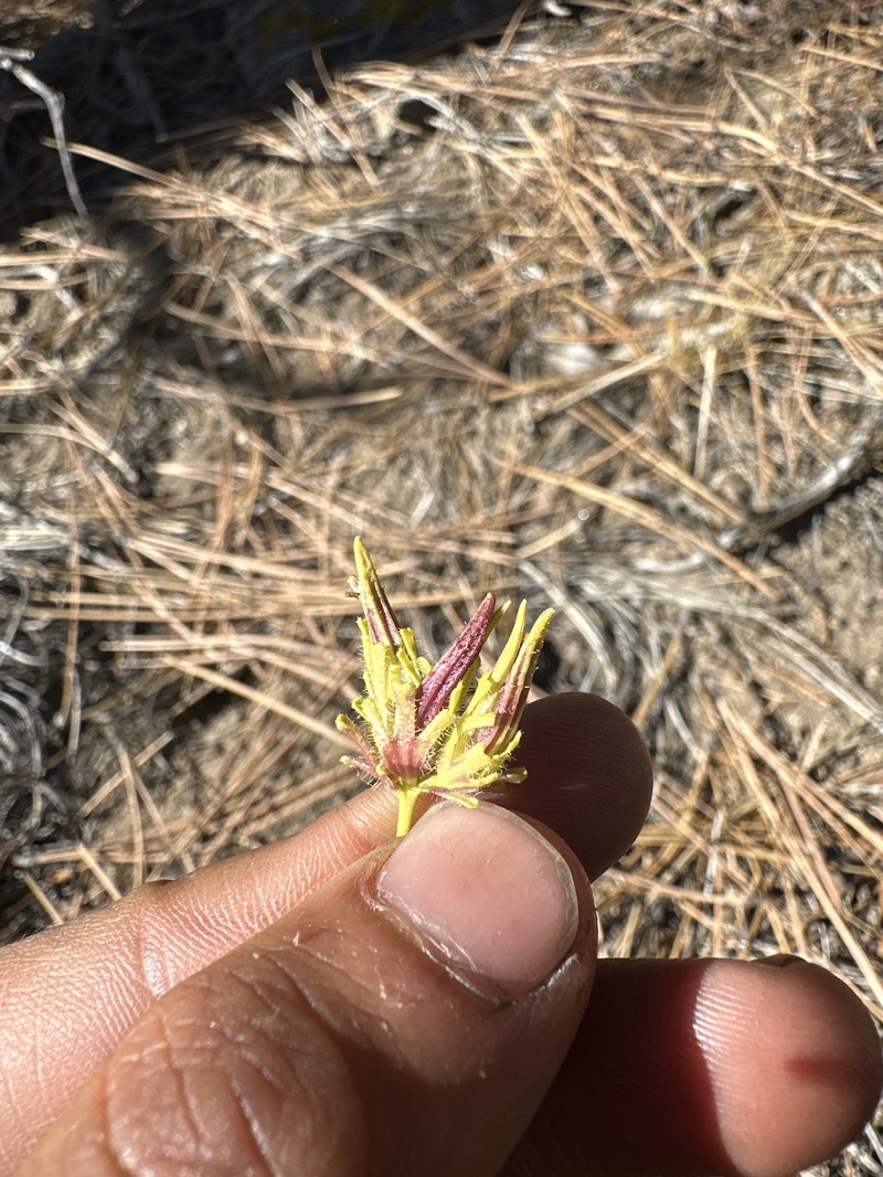 Cordylanthus rigidus subsp. brevibracteatus photo 6