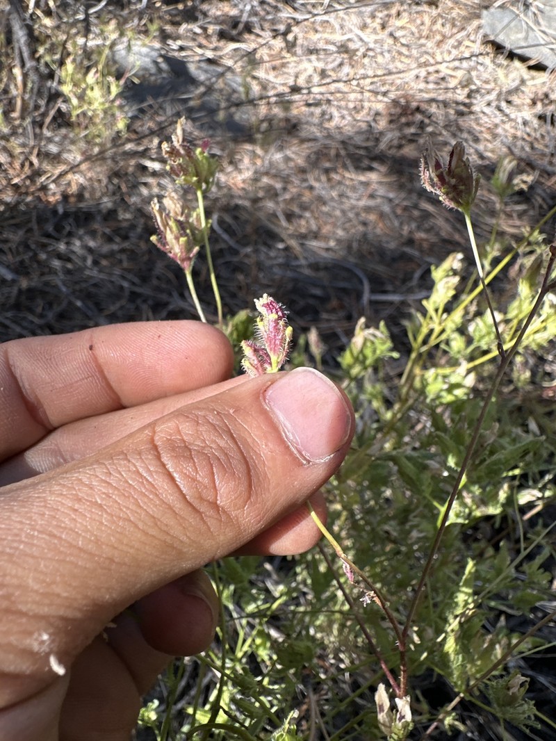 Cordylanthus rigidus subsp. brevibracteatus photo 7