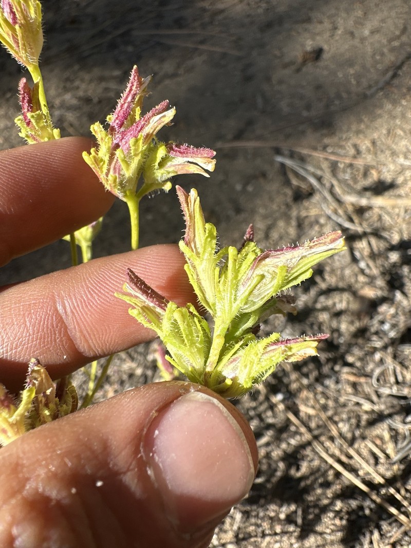 Cordylanthus rigidus subsp. brevibracteatus photo 8