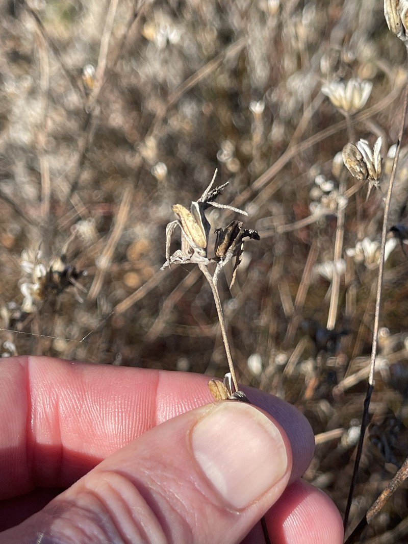 Cordylanthus rigidus subsp. littoralis