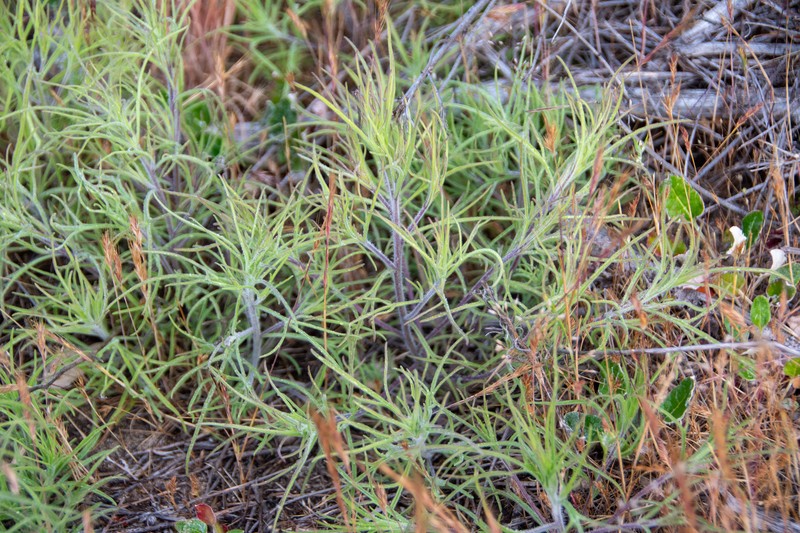 Cordylanthus rigidus subsp. littoralis photo 2
