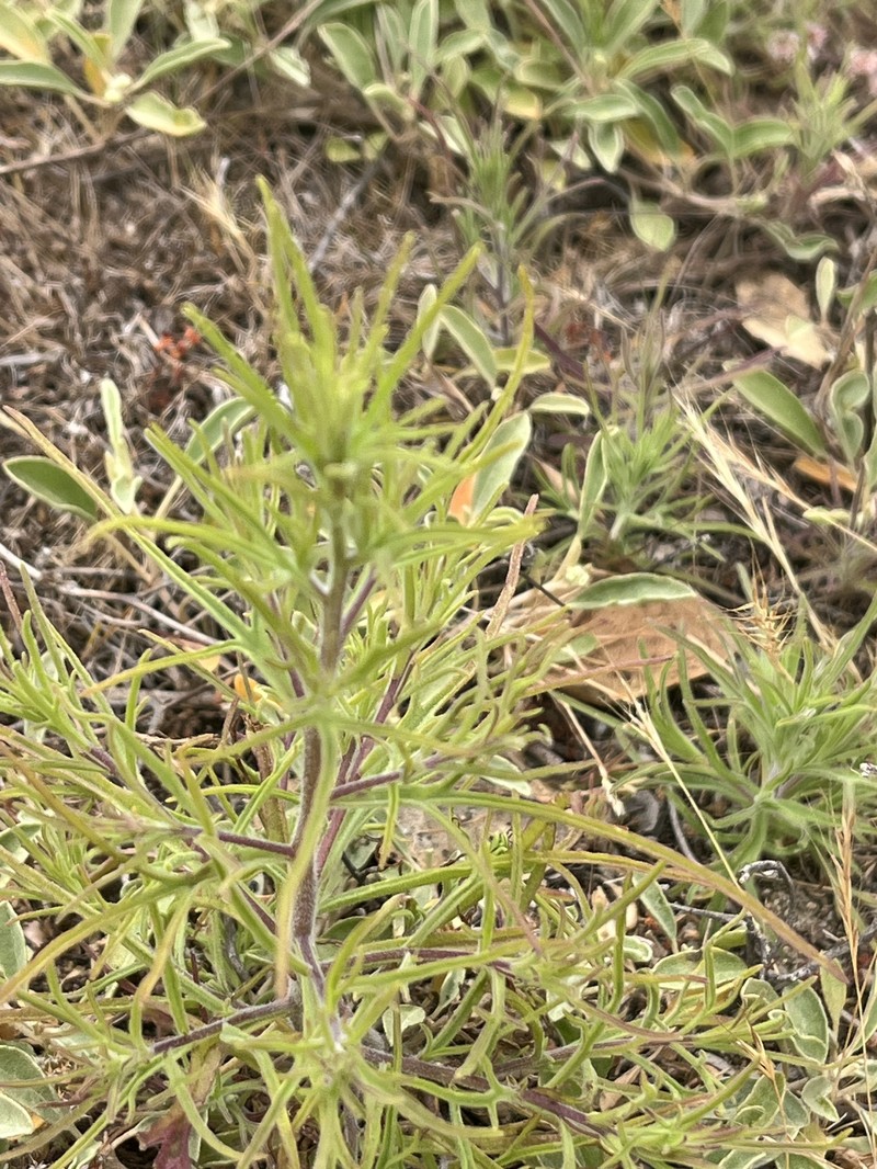 Cordylanthus rigidus subsp. littoralis photo 3