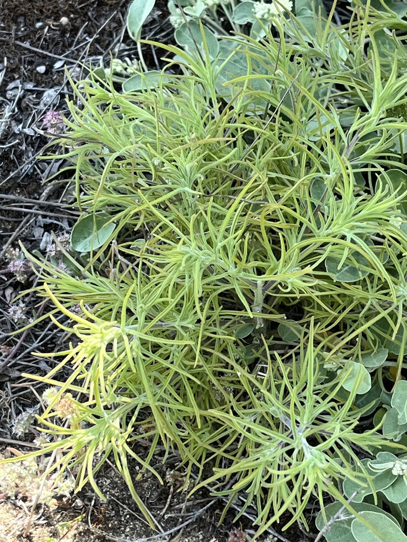 Cordylanthus rigidus subsp. littoralis photo 4
