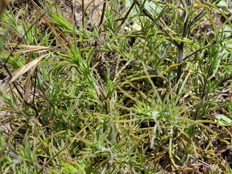 Cordylanthus rigidus subsp. littoralis photo 5