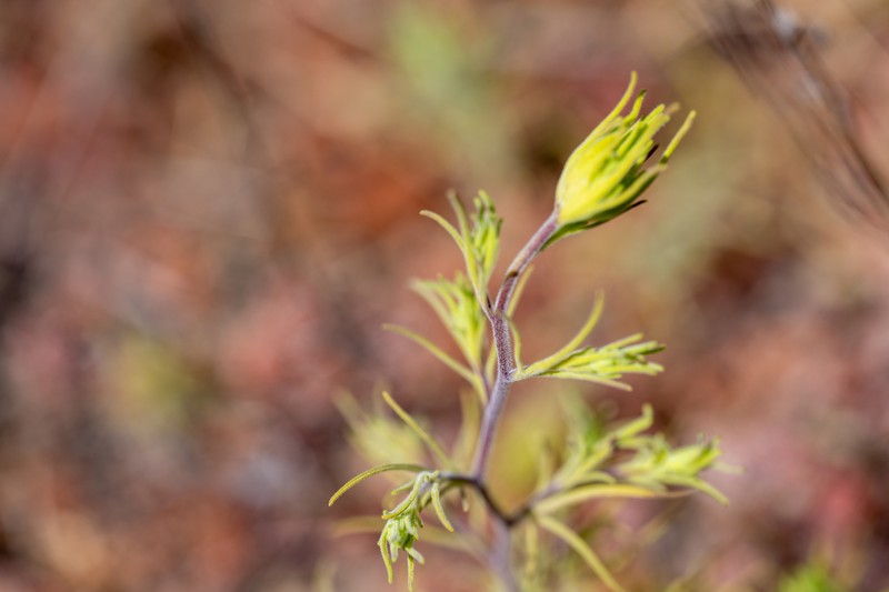 Cordylanthus rigidus subsp. littoralis photo 6