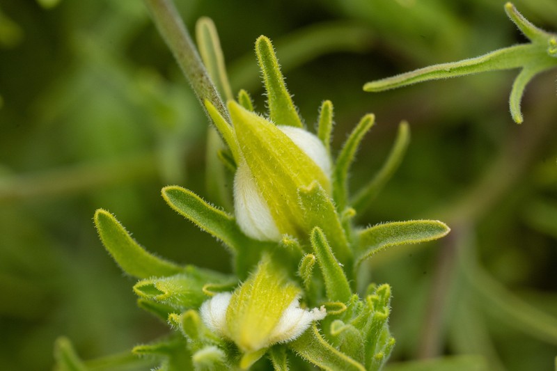 Cordylanthus rigidus subsp. littoralis photo 7