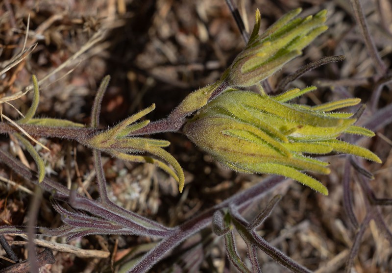 Cordylanthus rigidus subsp. littoralis photo 8