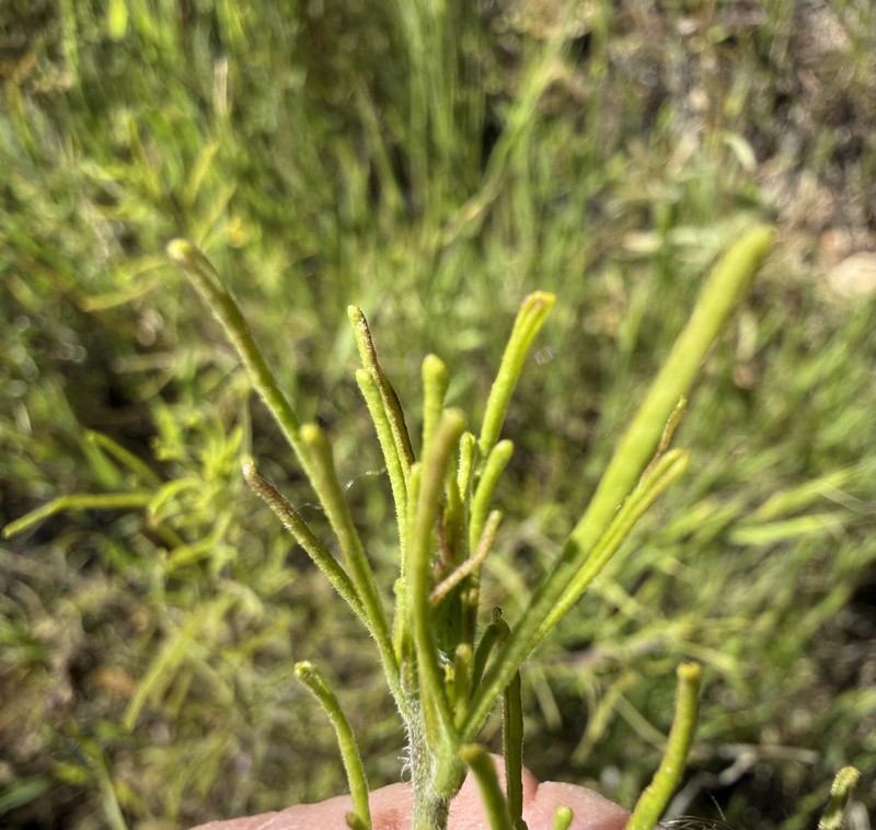 Cordylanthus rigidus subsp. rigidus