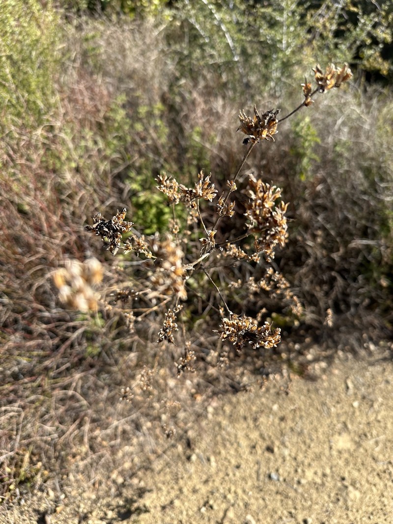 Cordylanthus rigidus subsp. rigidus photo 2