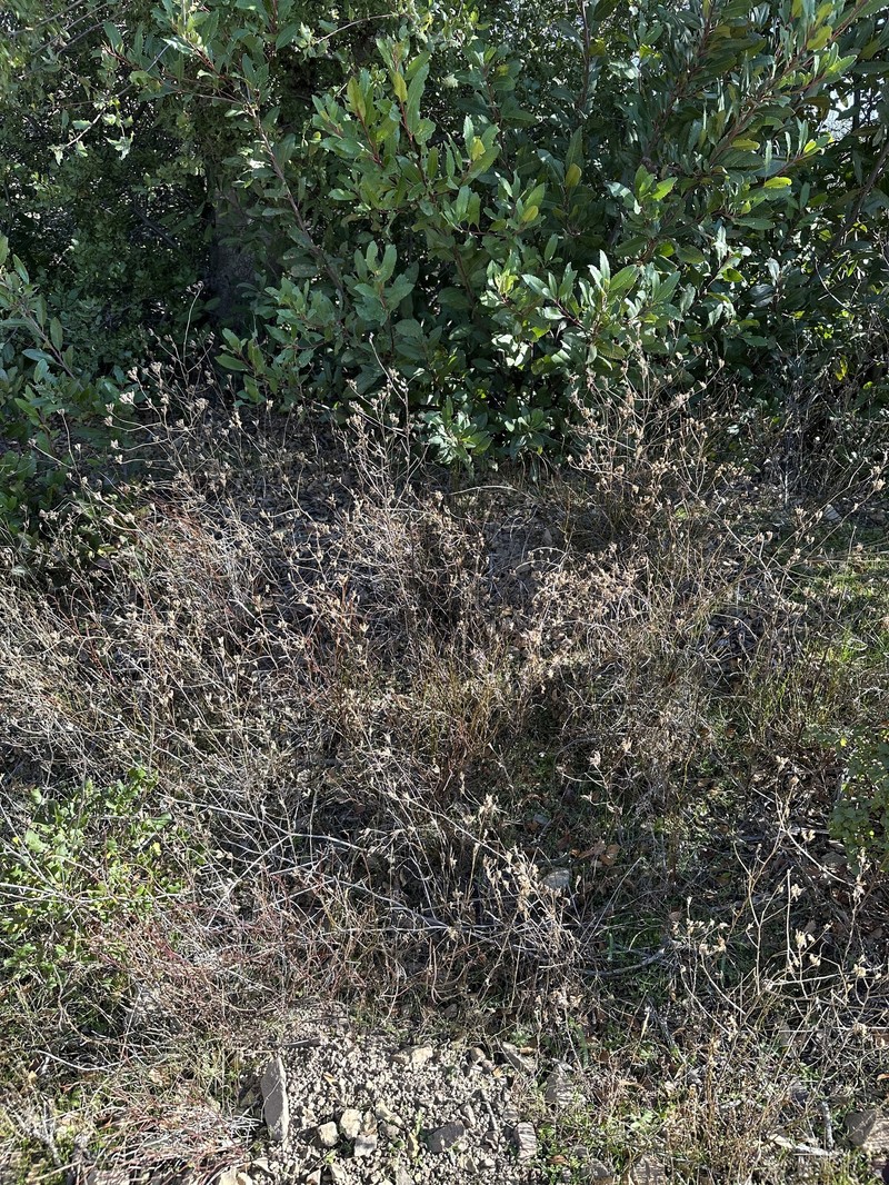 Cordylanthus rigidus subsp. rigidus photo 3