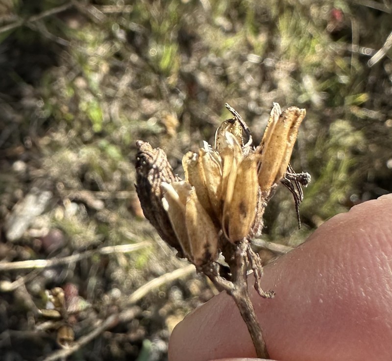 Cordylanthus rigidus subsp. rigidus photo 4