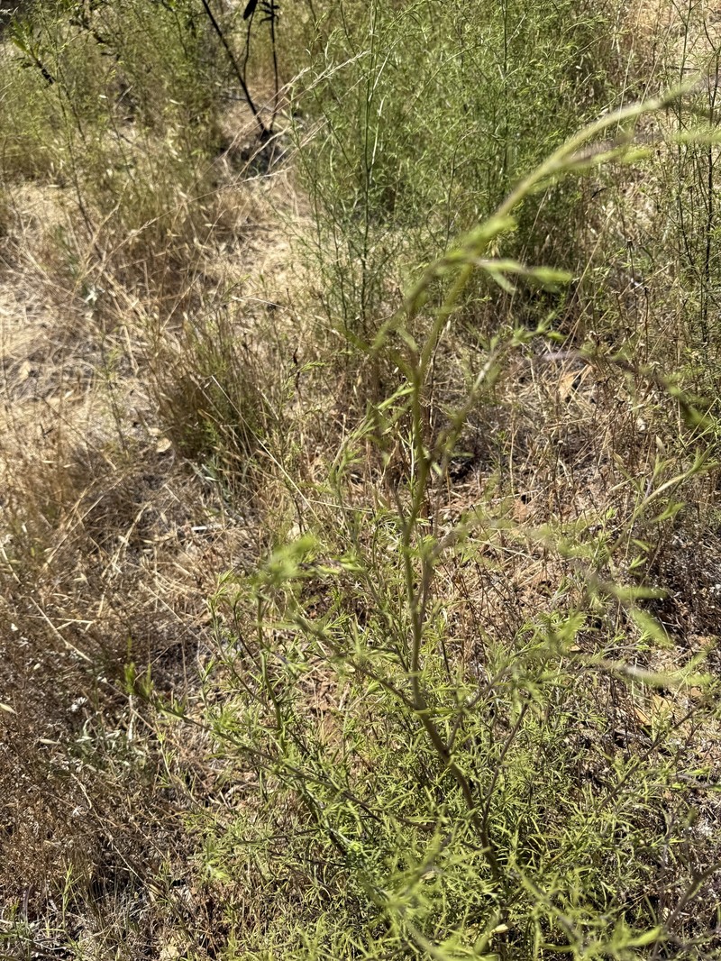 Cordylanthus rigidus subsp. rigidus photo 5