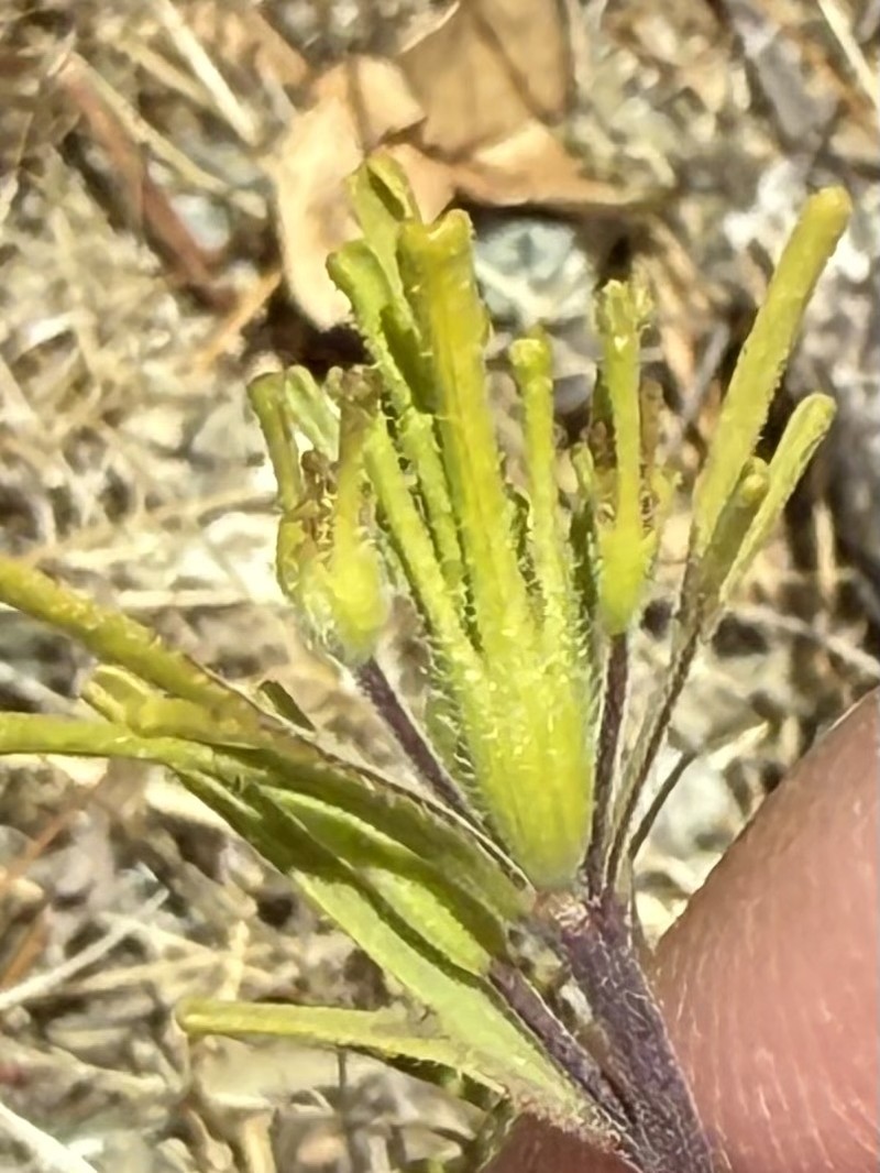 Cordylanthus rigidus subsp. rigidus photo 6