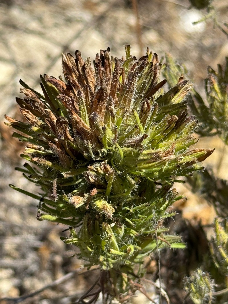 Cordylanthus rigidus subsp. rigidus photo 8