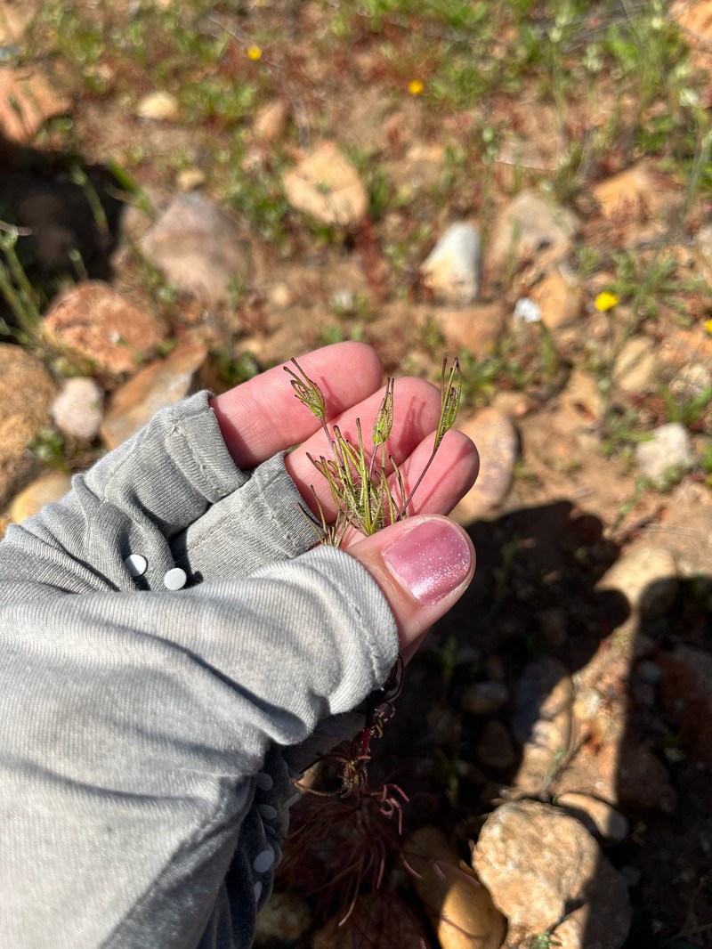 Cordylanthus rigidus subsp. setiger